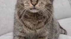 Середня тривалість життя кішок і котів: як зробити домашніх тварин довготривалої печінки